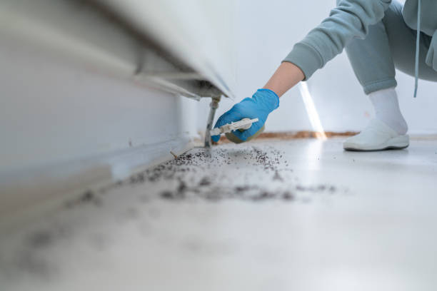 Best Termite Control Services  in Olive Branch, MS